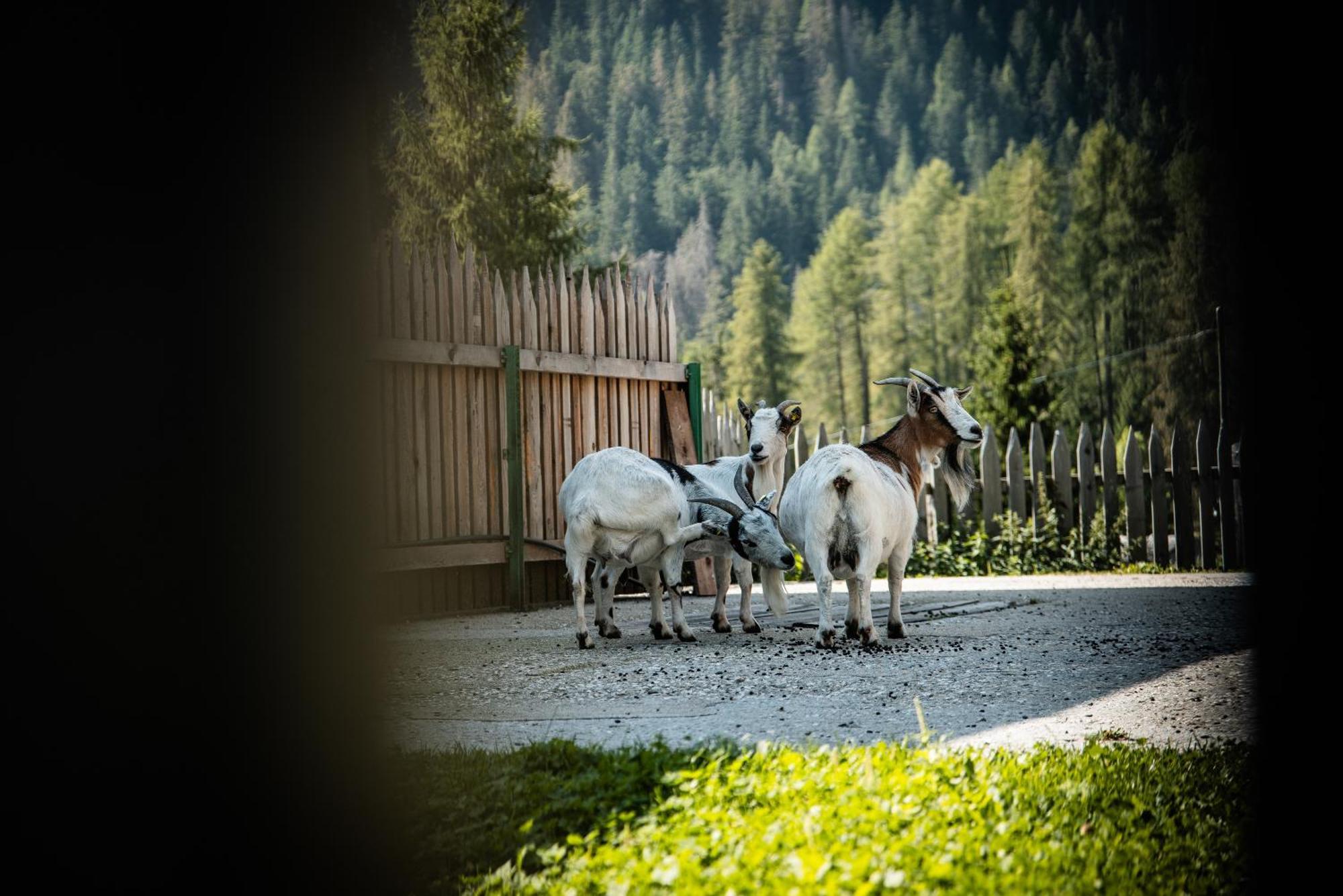 Hotel Pension Odles San Martino in Badia Esterno foto
